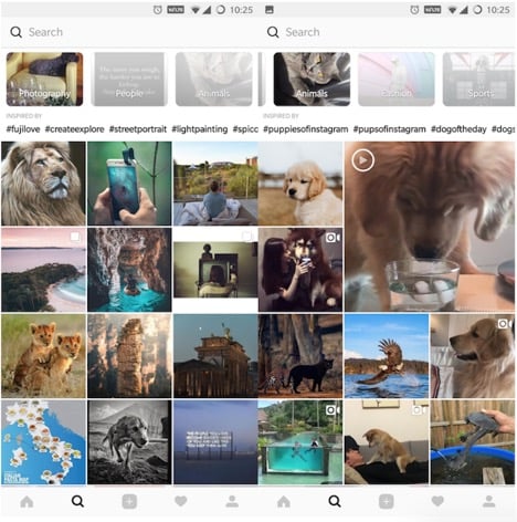 Instagram explore page animals