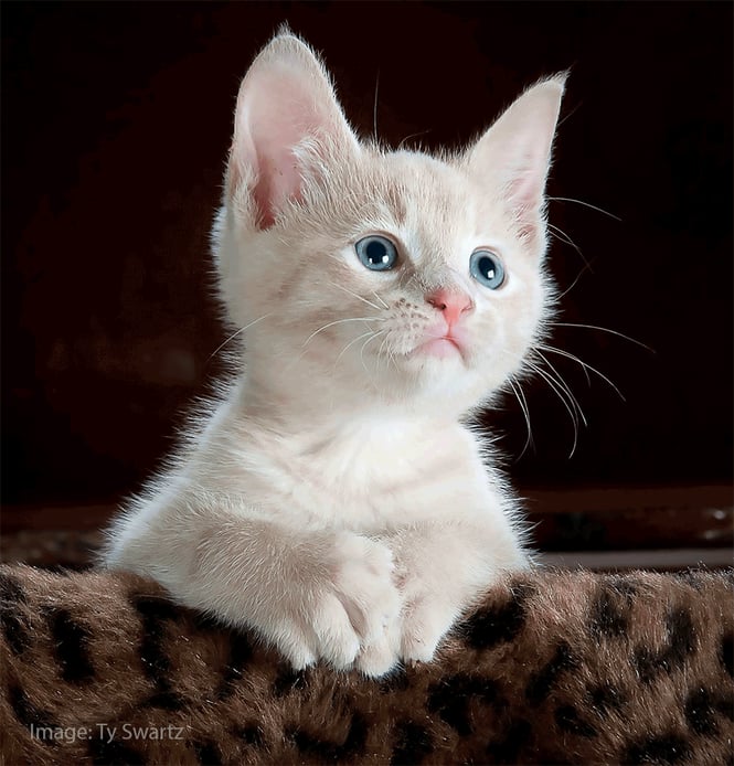 photograph of a cute kitten