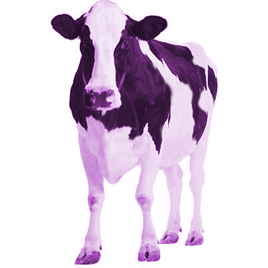 purple-cow