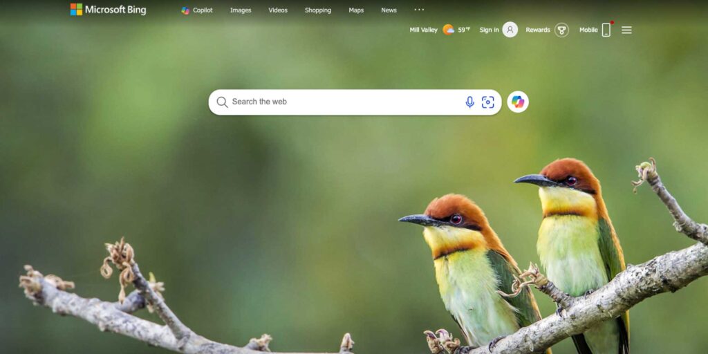 Bing home screen with two birds. 